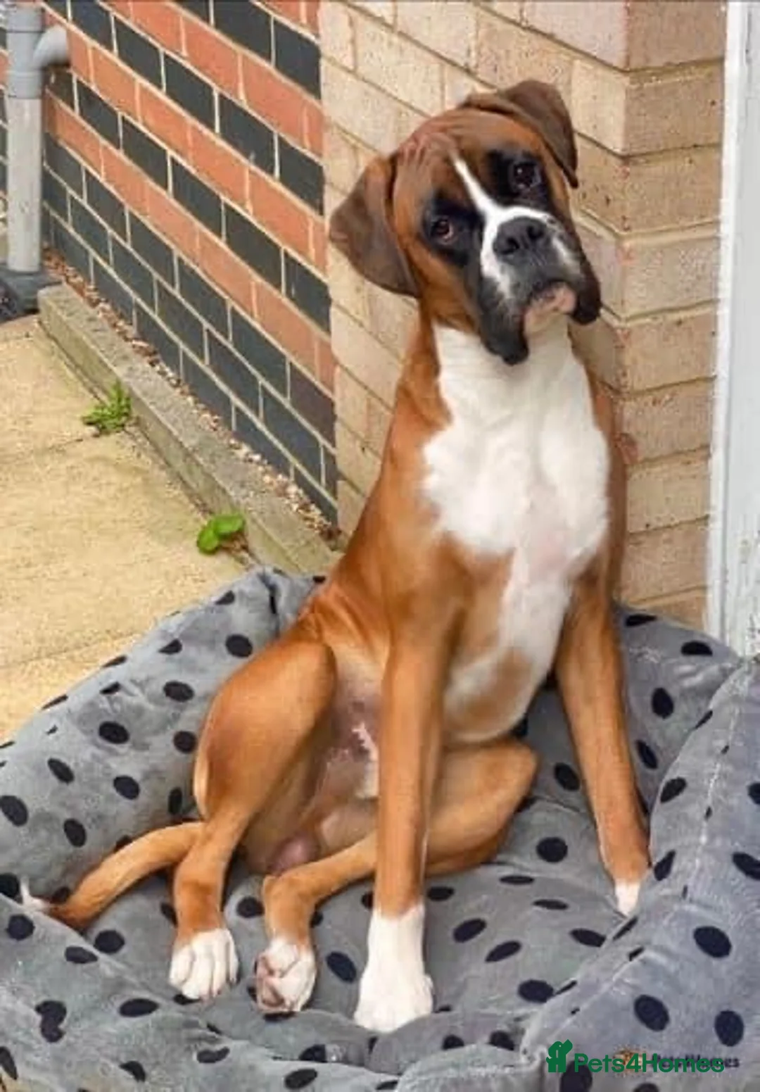 Boxer dogs for stud: PROVEN KC REGISTERED BOXER STUD - Red Flashy Male in London - Advert 3