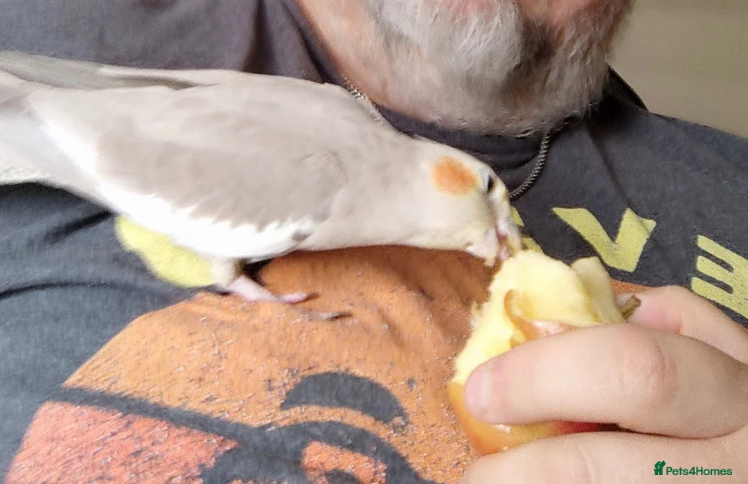 Cockatiels birds for sale: 2x cocktails, large cage & food for sale  in Maidstone - Advert 9