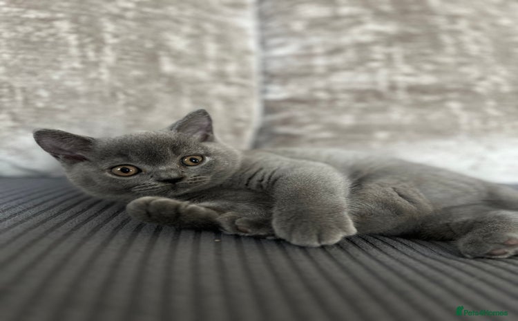 British Shorthair cats - Advert 9