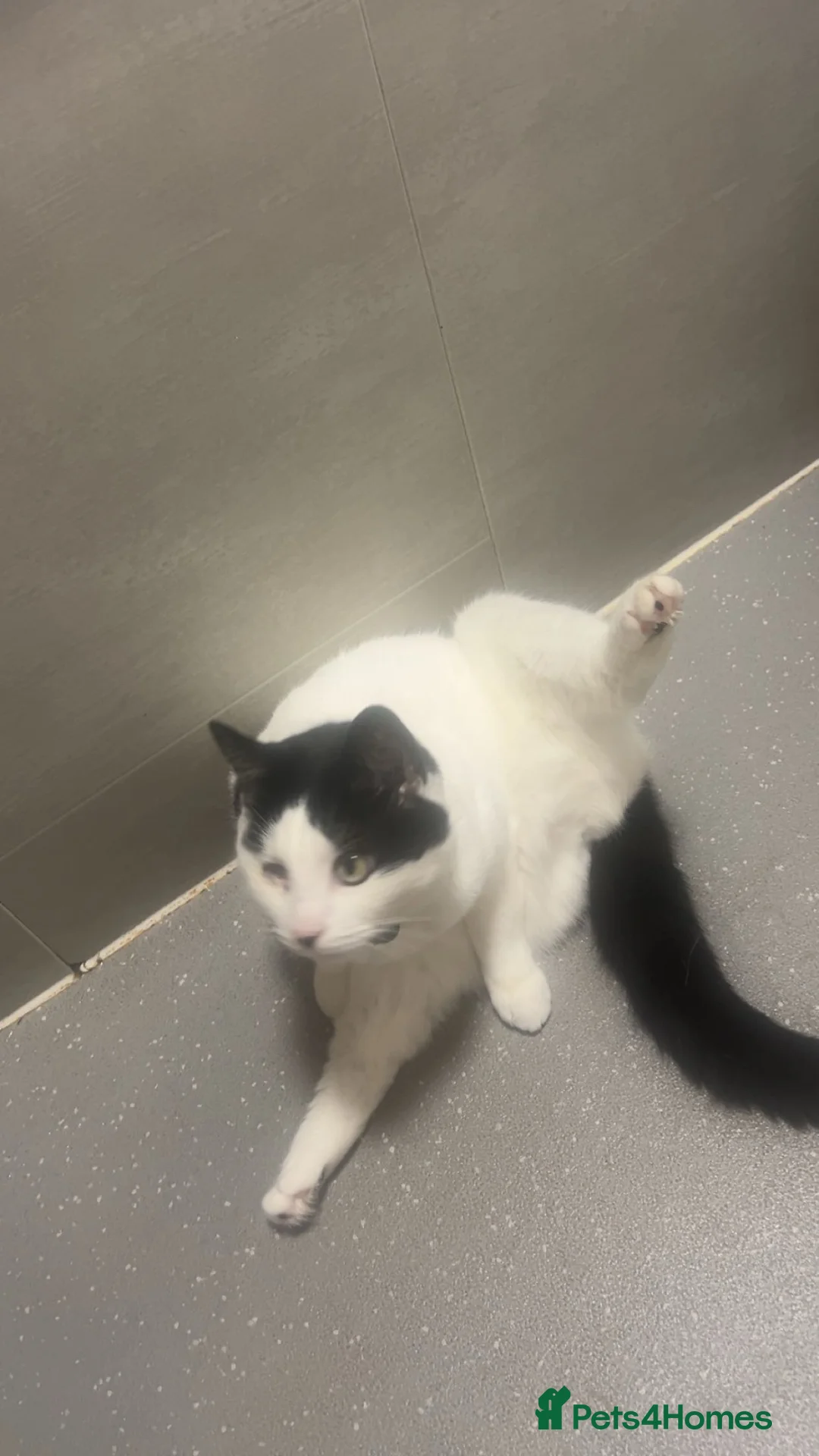 Mixed Breed cats for sale: My little lady  - Advert 1