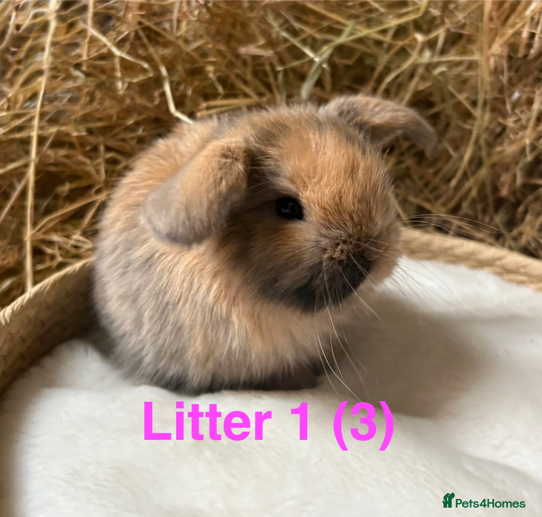 Mini Lop rabbits Mini lops for sale - Advert 7