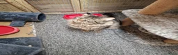 Maine Coon cats for stud: DENVER offered for stud services in Southampton - Advert 6
