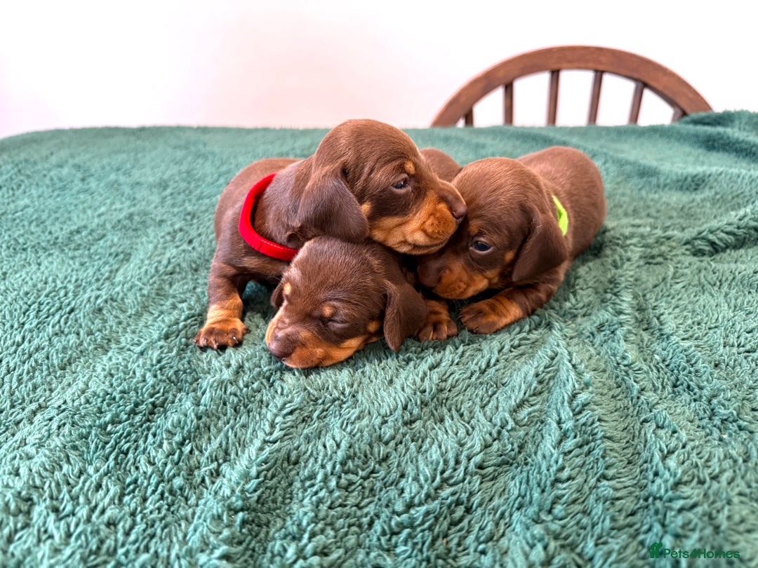 Miniature Dachshund dogs for sale: Miniature dachshunds - Image 1