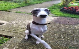Whippet dogs for sale: 🏆KC Whippet Puppies - Gentle, Elegant & Loving🏆 - Image 27