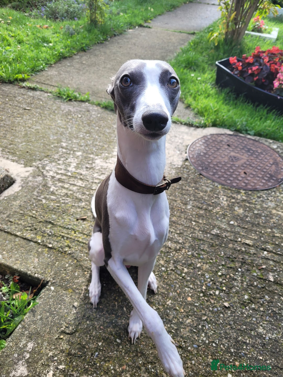 Whippet dogs for sale: 🏆KC Whippet Puppies - Gentle, Elegant & Loving🏆 - Image 27