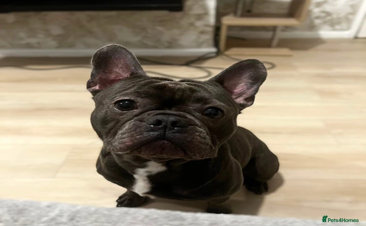 French Bulldog dogs - Advert 2