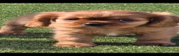 Cavalier King Charles Spaniel dogs for sale: Stunning kc reg health tested cavaliers - Advert 1