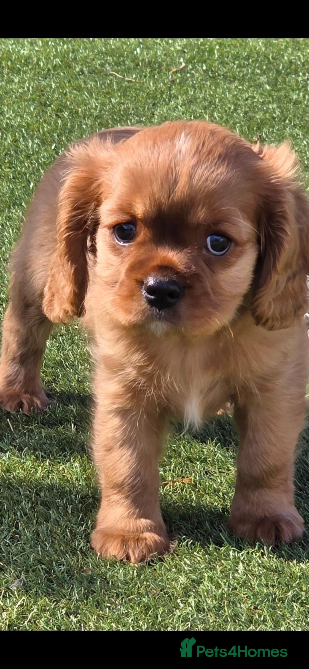 Cavalier King Charles Spaniel dogs for sale: Stunning kc reg health tested cavaliers - Advert 1