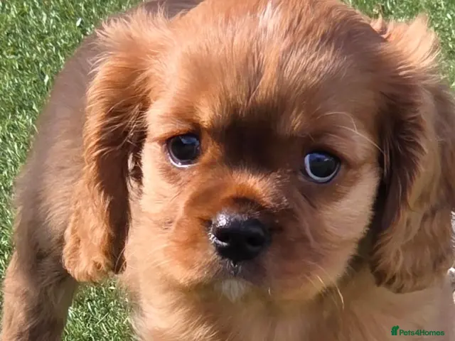 Cavalier King Charles Spaniel dogs Stunning kc reg health tested cavaliers - Advert 1