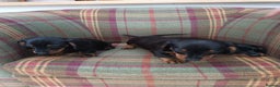 Miniature Dachshund dogs for sale: Black and Tan Miniature Dachshund Puppies 3 Boys - Advert 27