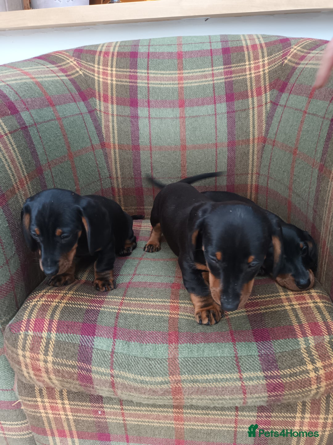 Miniature Dachshund dogs for sale: Black and Tan Miniature Dachshund Puppies 3 Boys - Advert 27