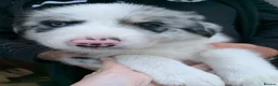 Border Collie dogs for sale: Blue merle border collie puppies  - Advert 4