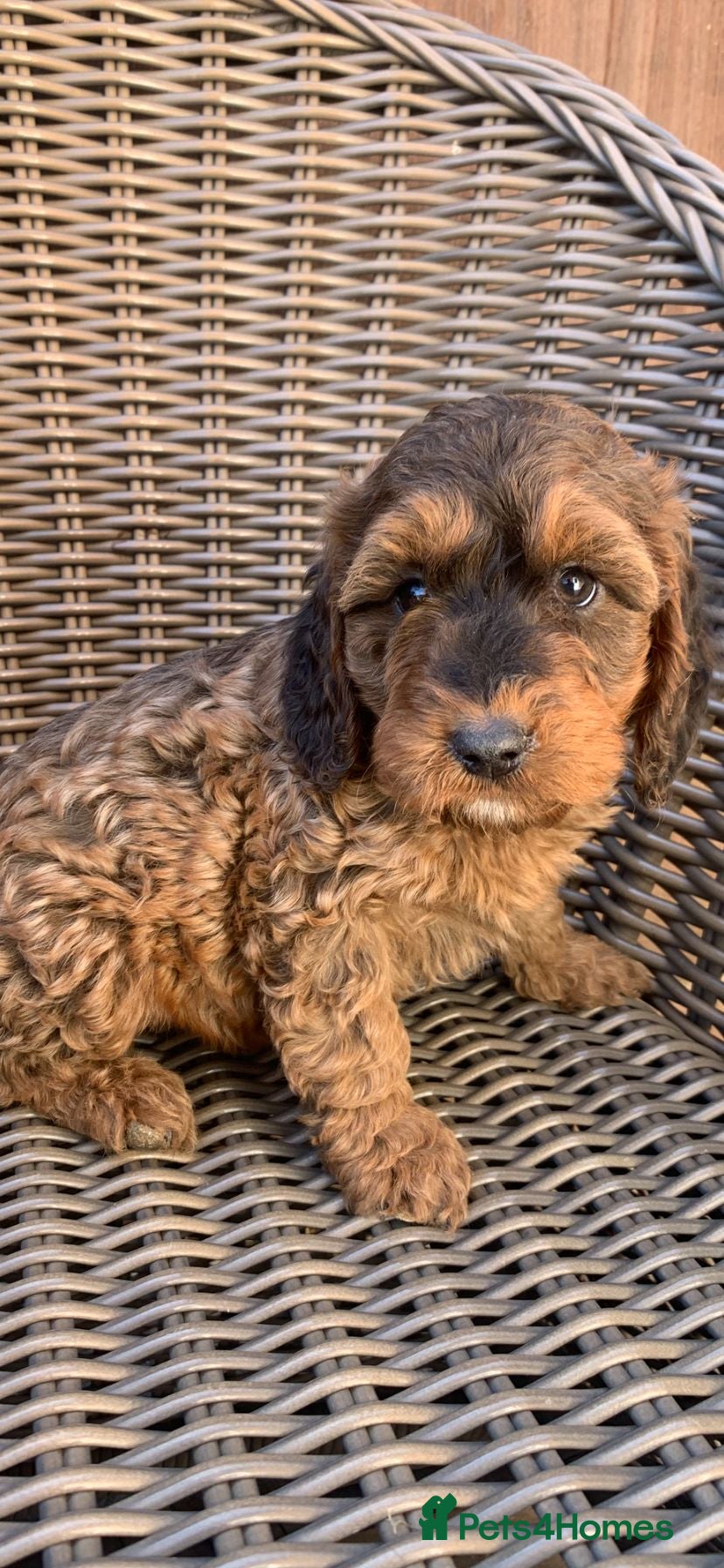 Cockapoo dogs Beautiful Merle chocolate cockapoos - Advert 1