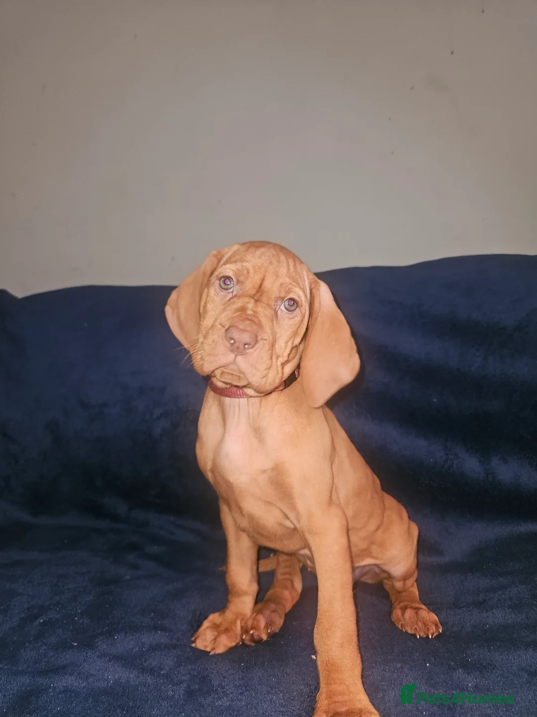 Hungarian Vizsla dogs for sale: 🏆🇭🇺 KC Registered fully trained HungarianVizsla - Advert 32