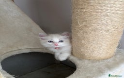 Ragdoll cats for sale: Girl ragdoll kittens  - Image 10