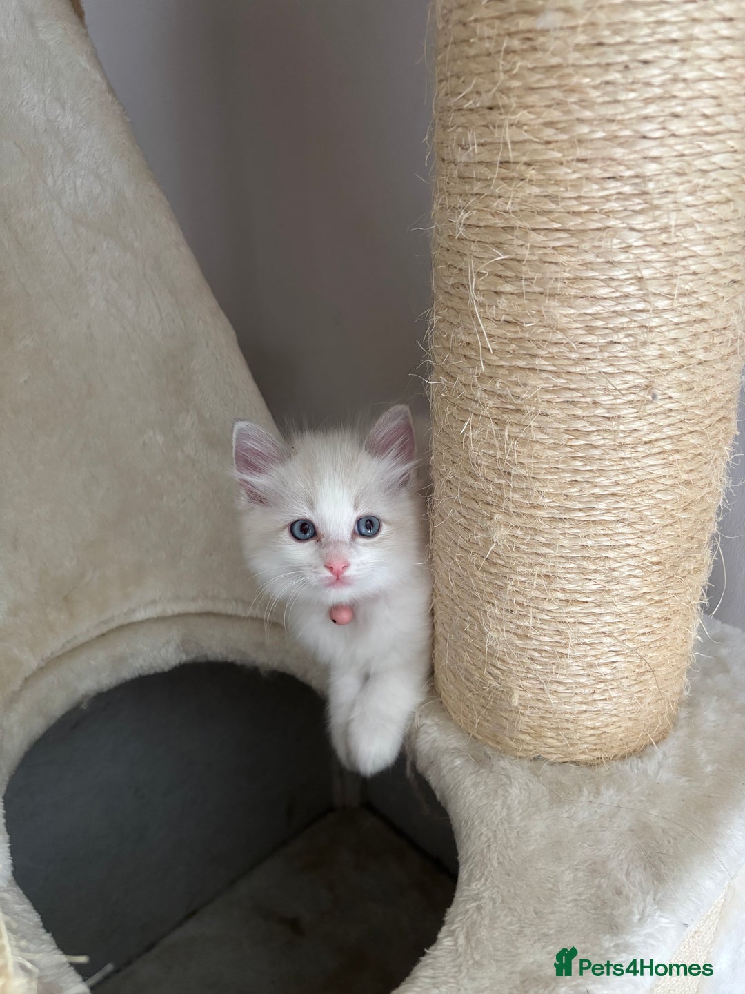 Ragdoll cats for sale: Girl ragdoll kittens  - Image 10