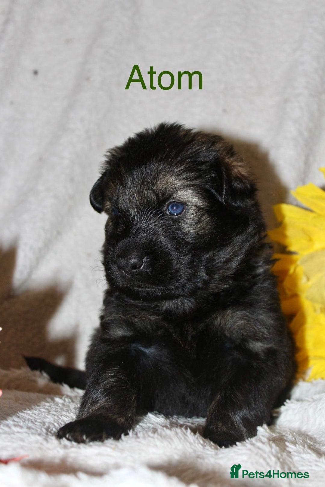 German Shepherd dogs for sale: German shepherd puppies  - Image 2