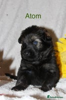 German Shepherd dogs - Advert 5