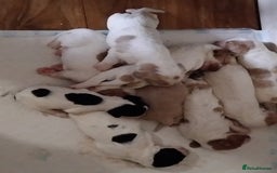 Cocker Spaniel dogs for sale: Cocker spaniel puppies  - Image 1