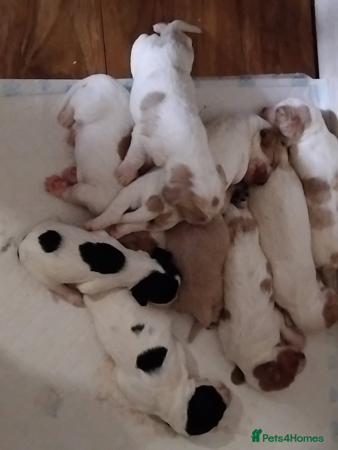 Cocker Spaniel dogs for sale: Cocker spaniel puppies  - Image 1