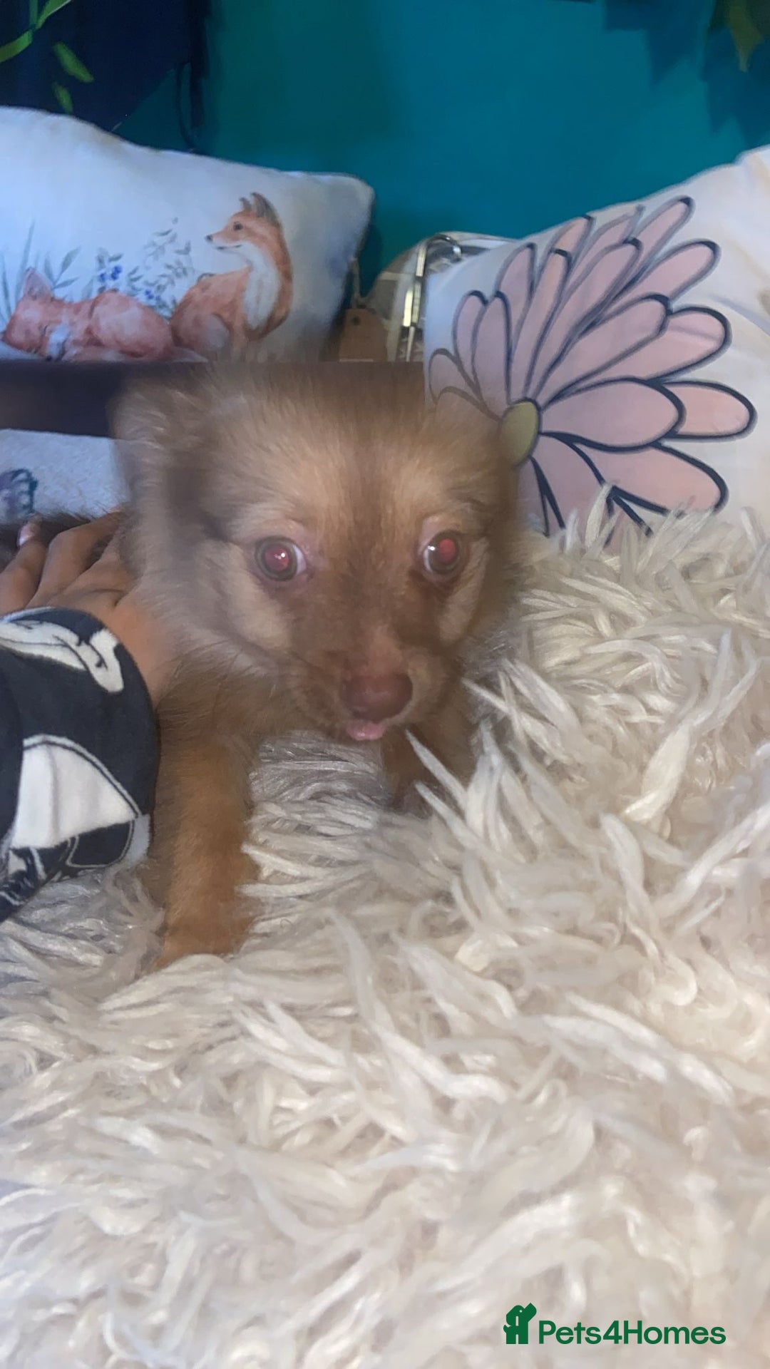 Pomchi dogs for sale: Fluffy Pomeranian Puppies - Image 3