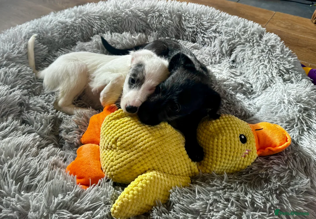 Mixed Breed dogs for sale: Whippet x Poodle READY NOW - Advert 12