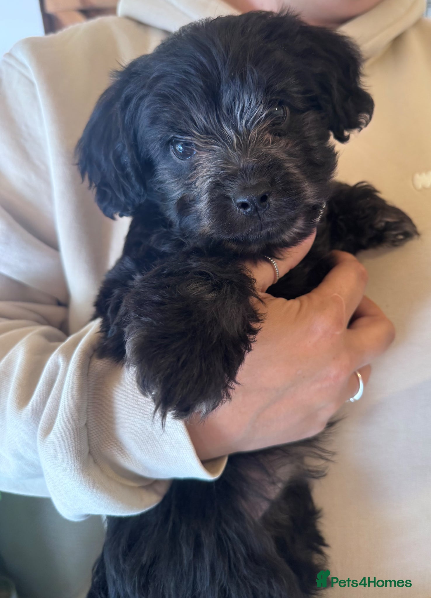 Mixed Breed dogs Beautiful puppies for sale  - Advert 12