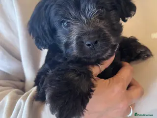 Mixed Breed dogs Beautiful puppies for sale - Advert 12