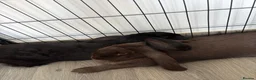 British Giant rabbits for sale: Giant lops both female  - Advert 2