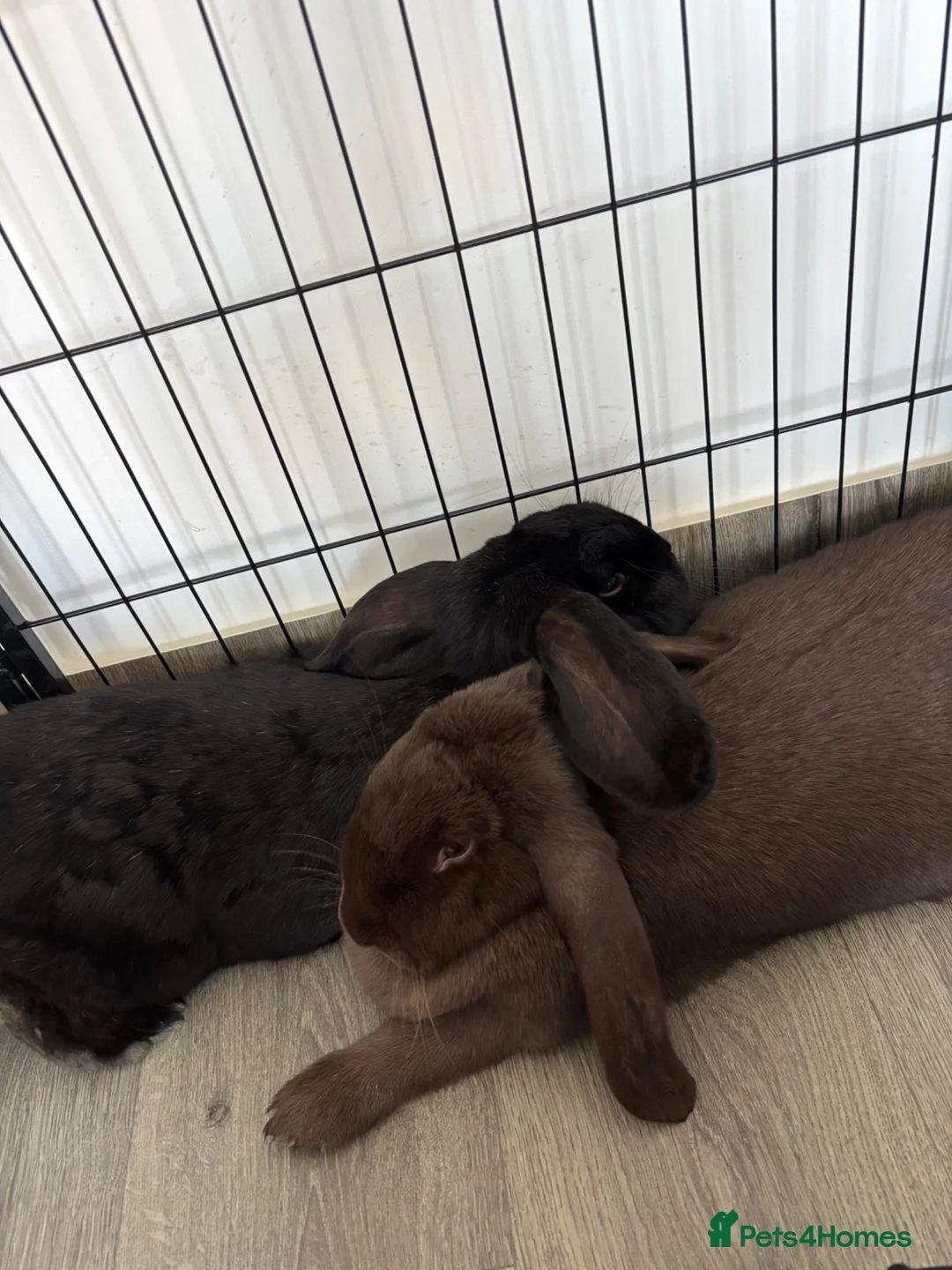 British Giant rabbits for sale: Giant lops both female  - Advert 2