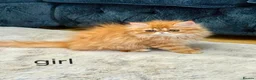 Persian cats for sale: 3 perisan kittens available - Advert 6