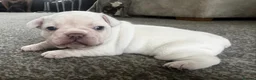 French Bulldog dogs for sale: Gorgeous Blue Female and Cream Male - Advert 9
