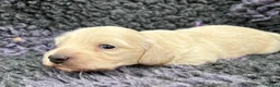 Dachshund dogs for sale:  Miniature Long Haired Dachshund puppies - Advert 7