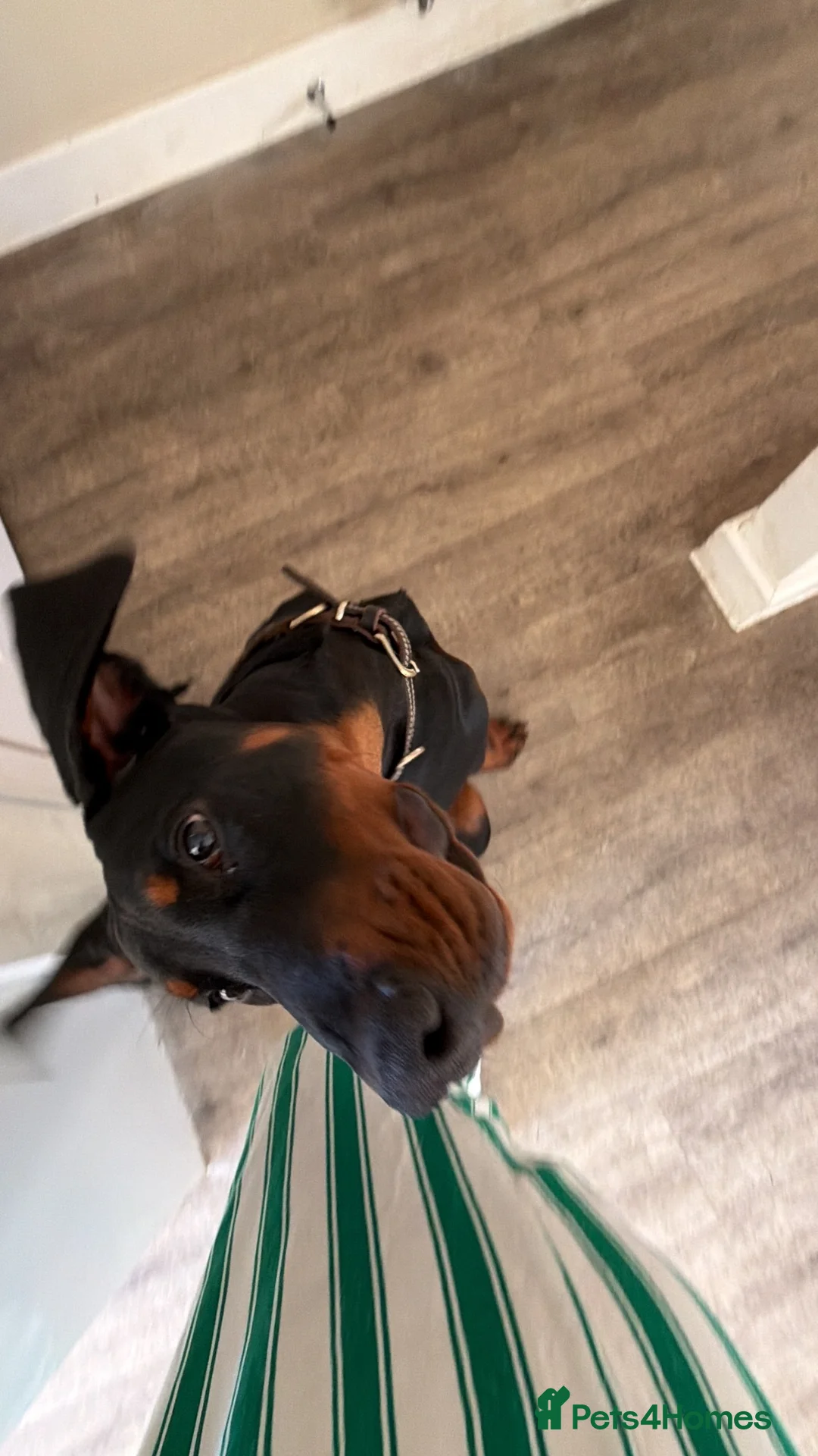 Dobermann dogs for sale: Doberman 1 yo needs new family in Swanscombe - Advert 2