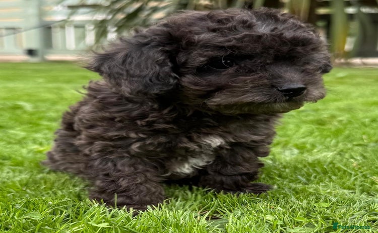 Cavapoo dogs - Advert 1