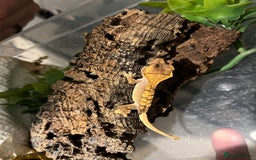 Gecko reptiles for sale: Dalmatian harlequin crested geckos - Advert 21