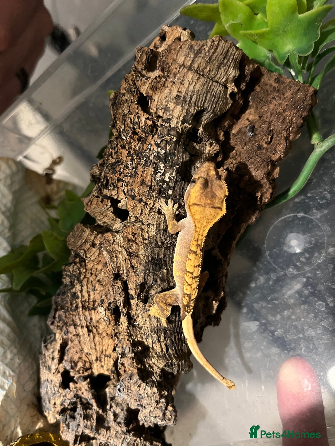 Gecko reptiles for sale: Dalmatian harlequin crested geckos - Advert 21