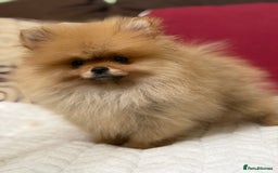 Pomeranian dogs for sale: Fabulous Pomeranian Girl Puppies  - Image 16