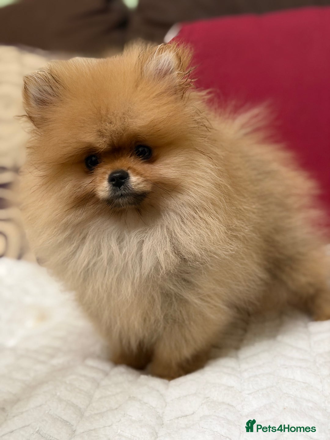 Pomeranian dogs for sale: Fabulous Pomeranian Girl Puppies  - Image 16