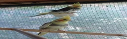 Cockatiels birds for sale: Baby cockatiels for sale, ready now - Advert 2