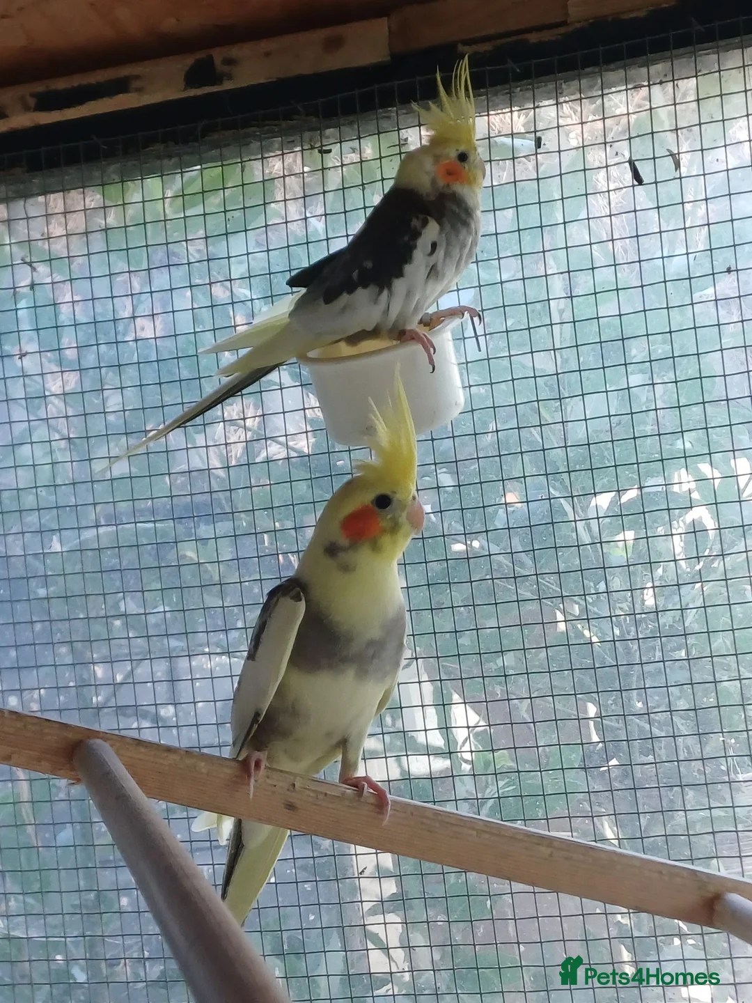 Cockatiels birds for sale: Baby cockatiels for sale, ready now - Advert 2