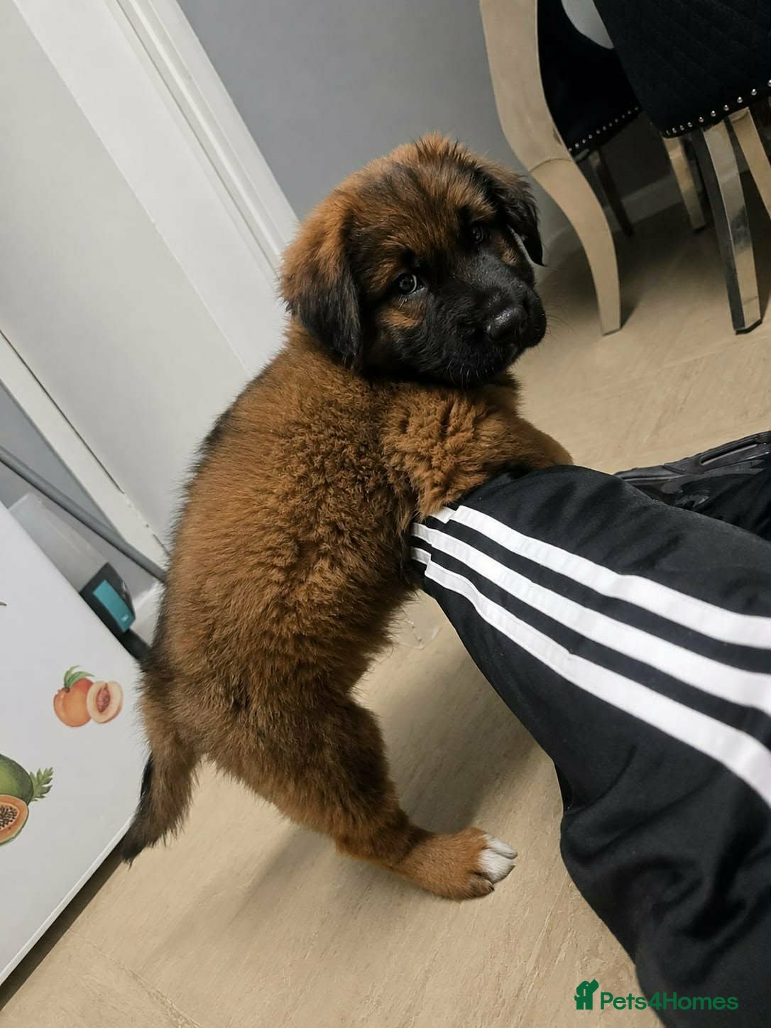 Caucasian Shepherd Dog dogs Mr max - Advert 16
