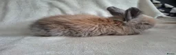 Angora rabbits for sale: Angora x lionhead  - Advert 2