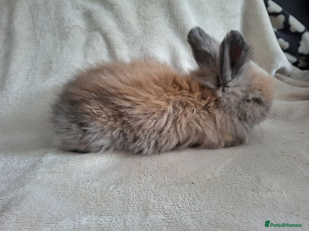 Angora rabbits for sale: Angora x lionhead  - Advert 2