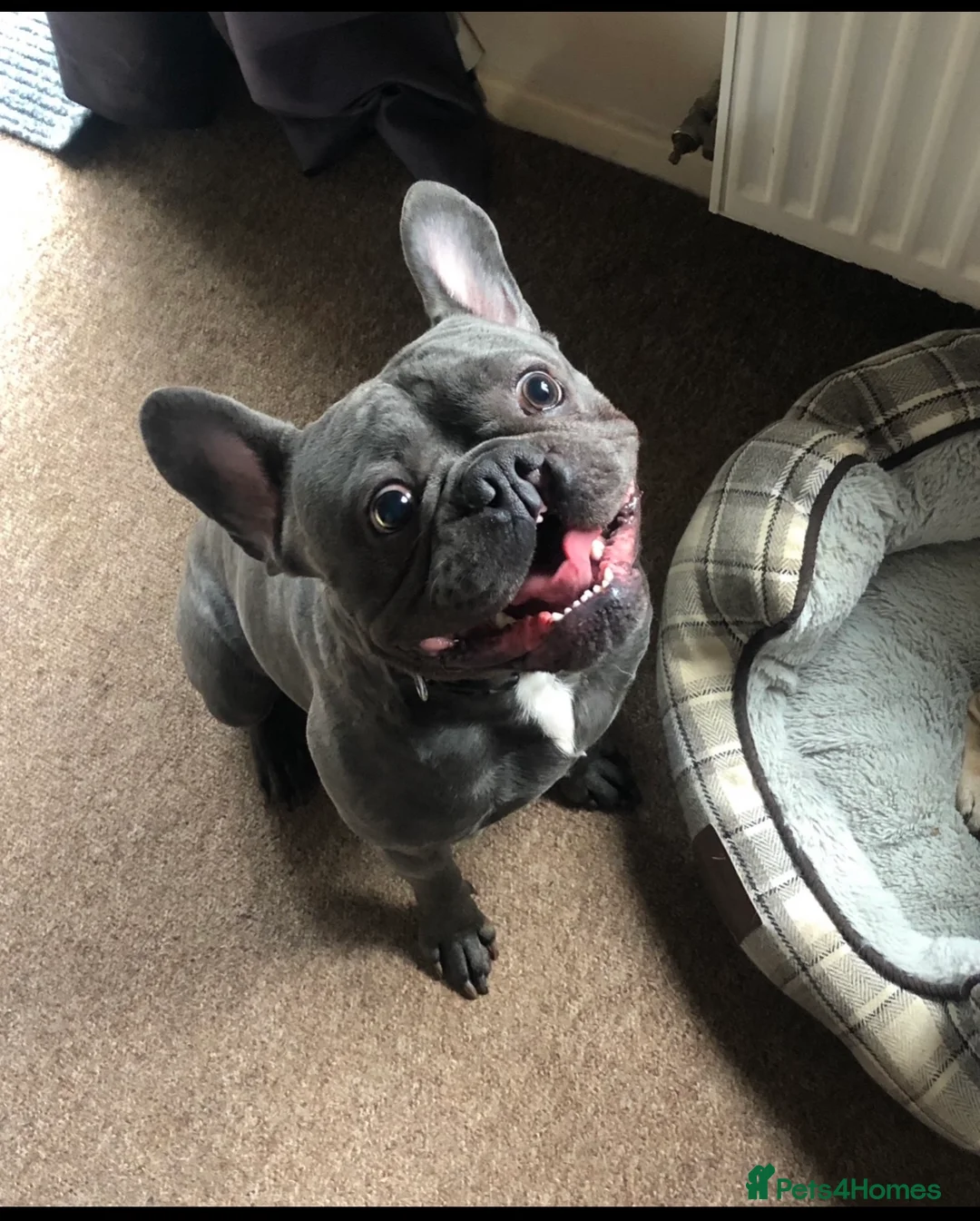 Mixed Breed dogs for sale: Dobbie and Ivy.  - Advert 2