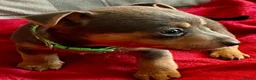 Jack Russell dogs for sale: Beautiful, miniature Much Wenlock Jack Ru - Advert 17