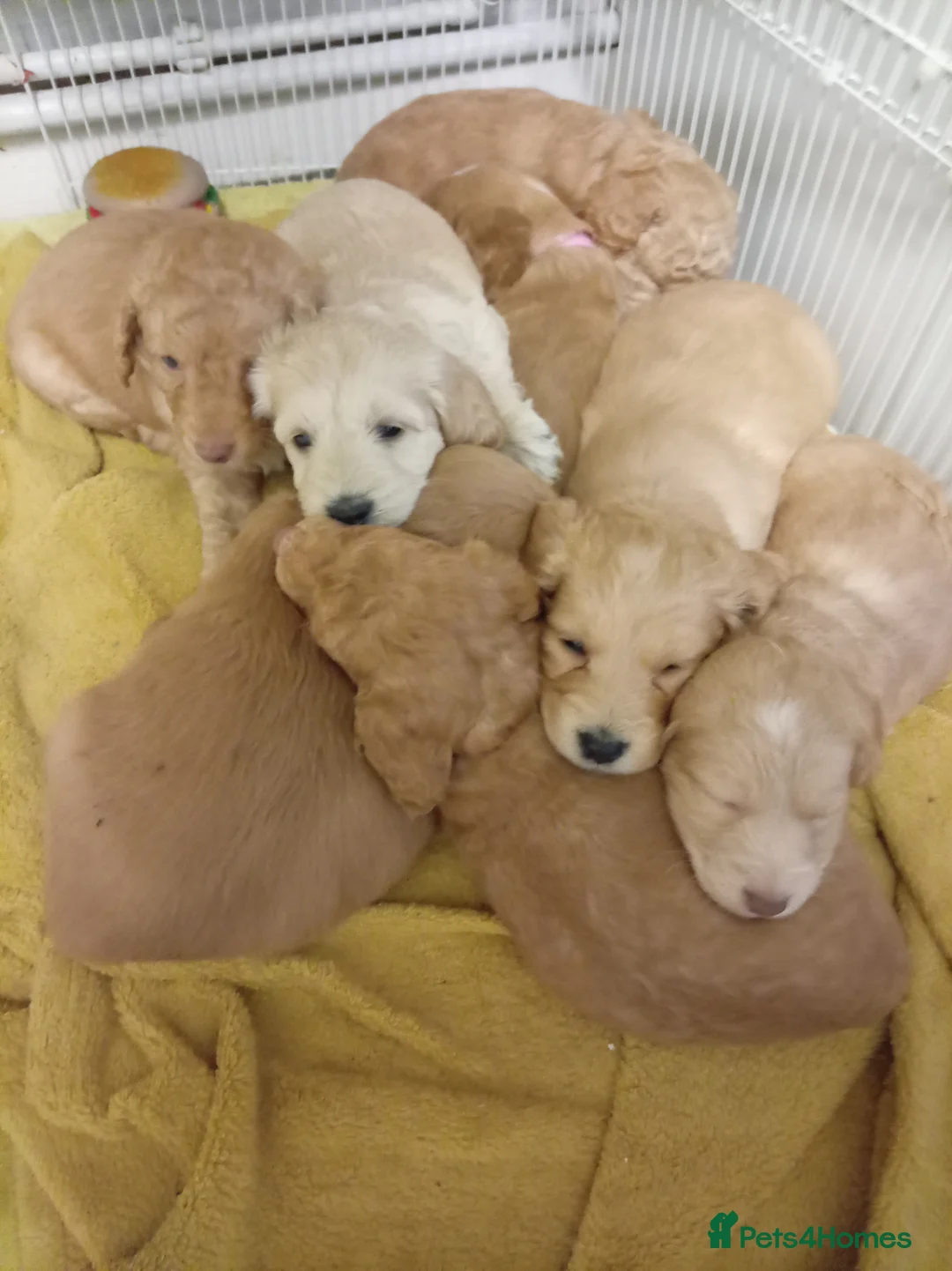 Cockapoo dogs for sale: 8 Beautiful Cockapoo Puppies - Advert 5