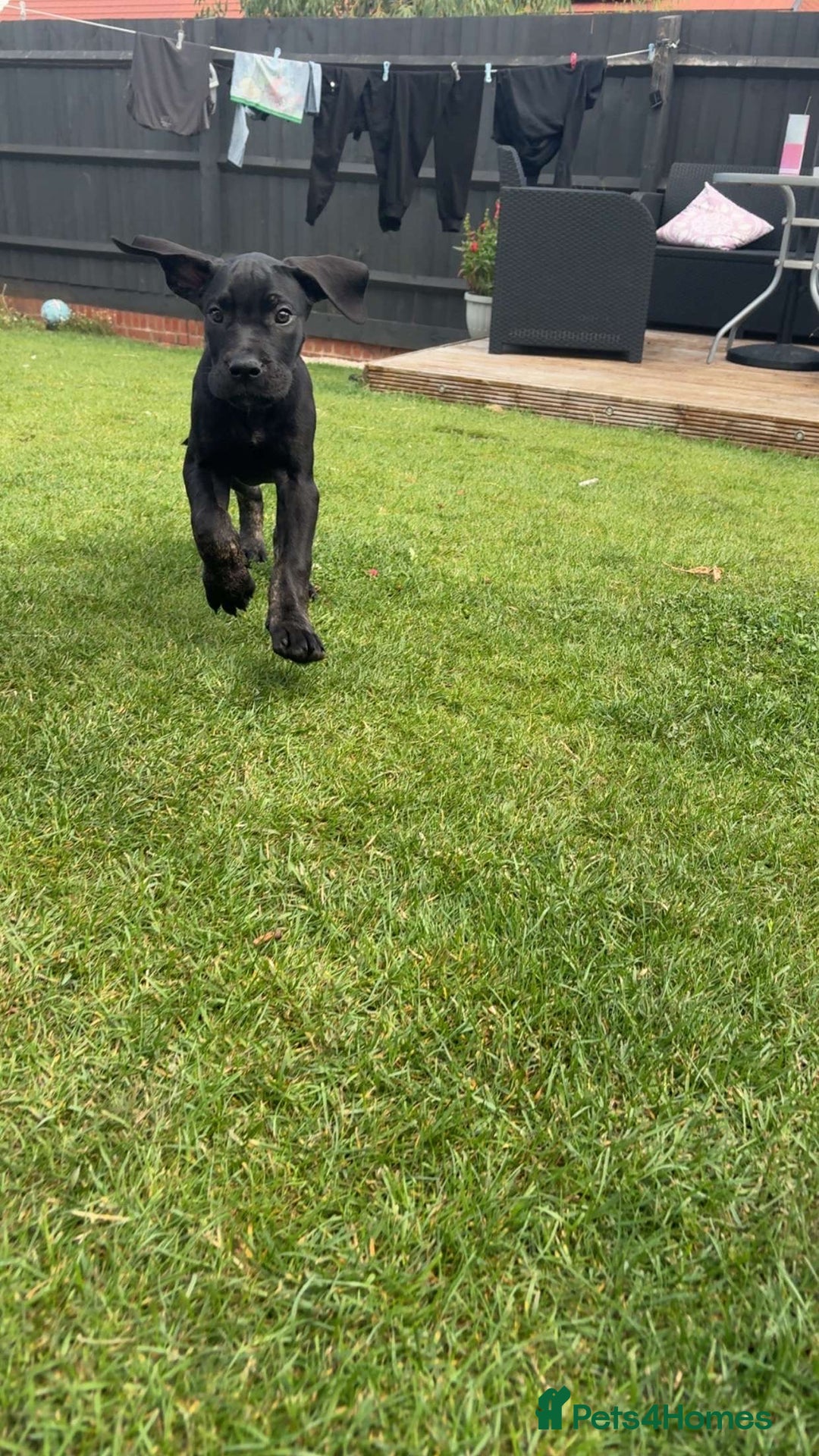Mixed Breed dogs for sale: Italian Daniff Pups  - Image 14