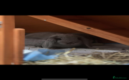 English Lop rabbits for sale: 2 female Beautiful rabbits for sale mini lops - Image 11