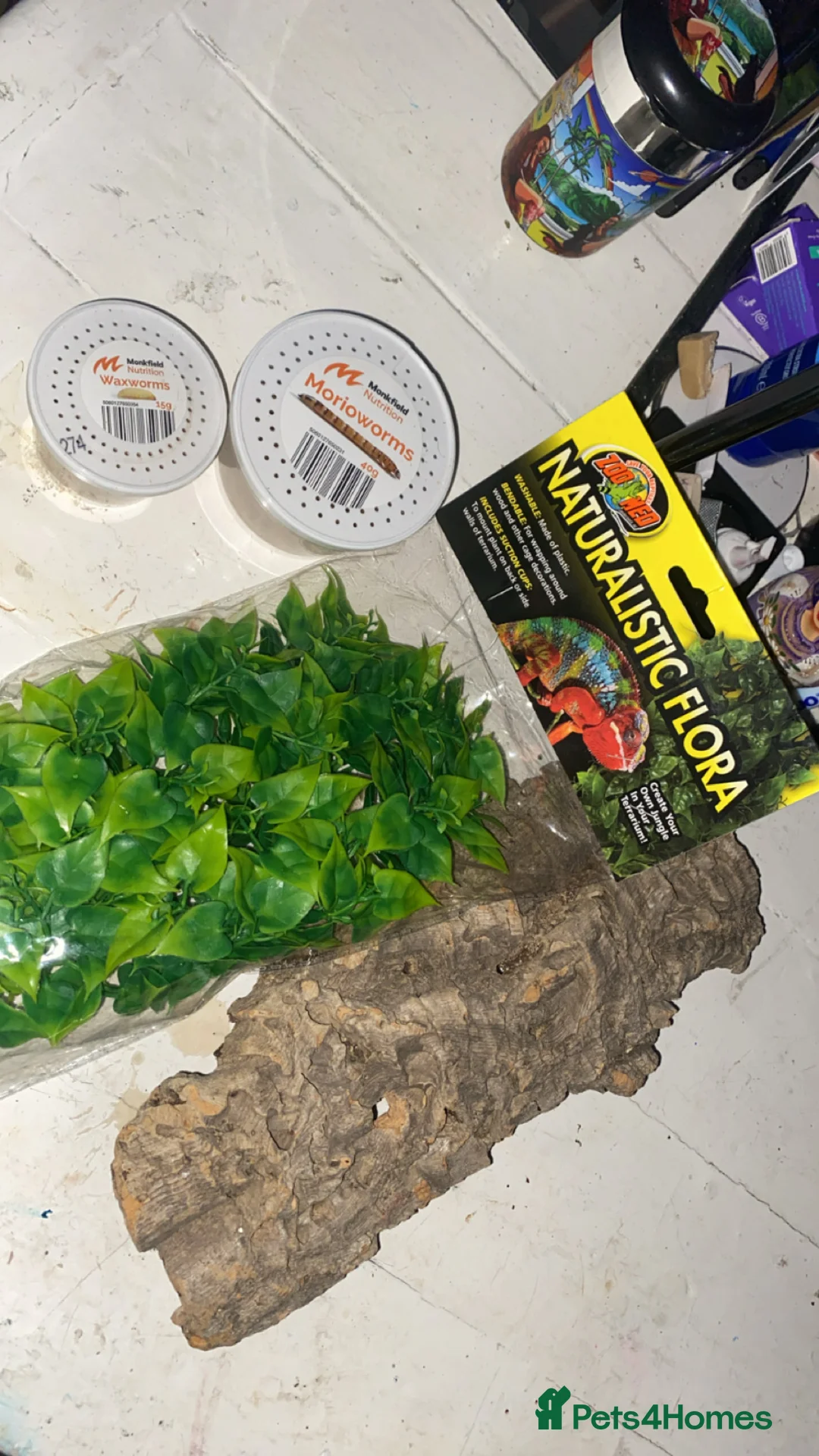 Leopard Gecko reptiles for sale: Leopard gecko and tank - Advert 5